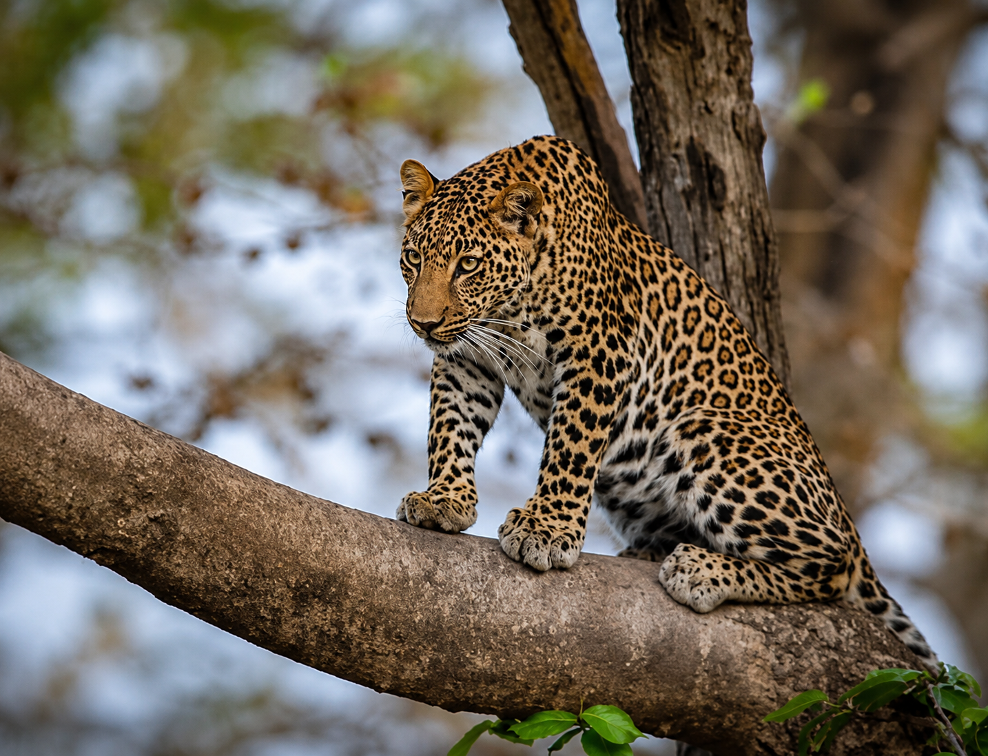 Simlipal National Park: Unesco Biosphere Reserve