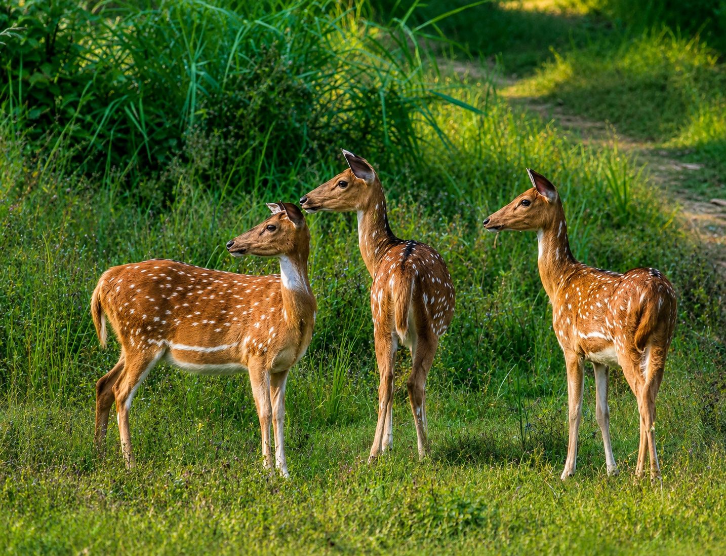 Kanger Valley National Park : The Green Heart Of Chhattisgarh 