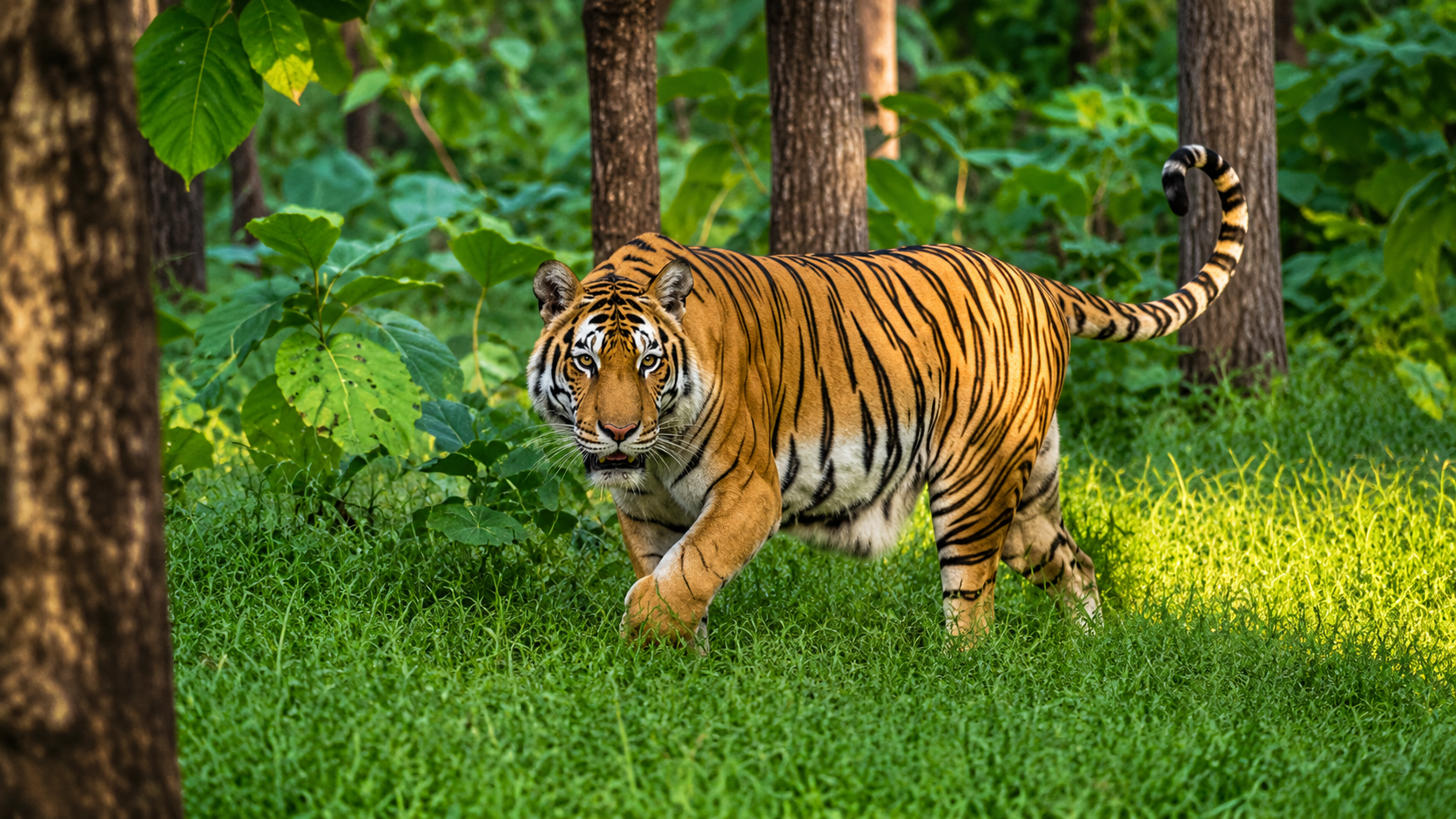 Pench National Park : A Wildlife Paradise Of India