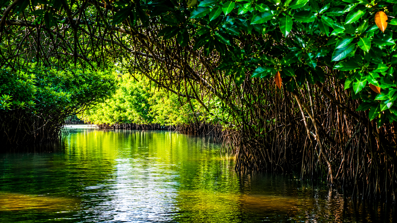 Pichavaram Mangrove Forest : A Natural Wonder Of Tamil Nadu