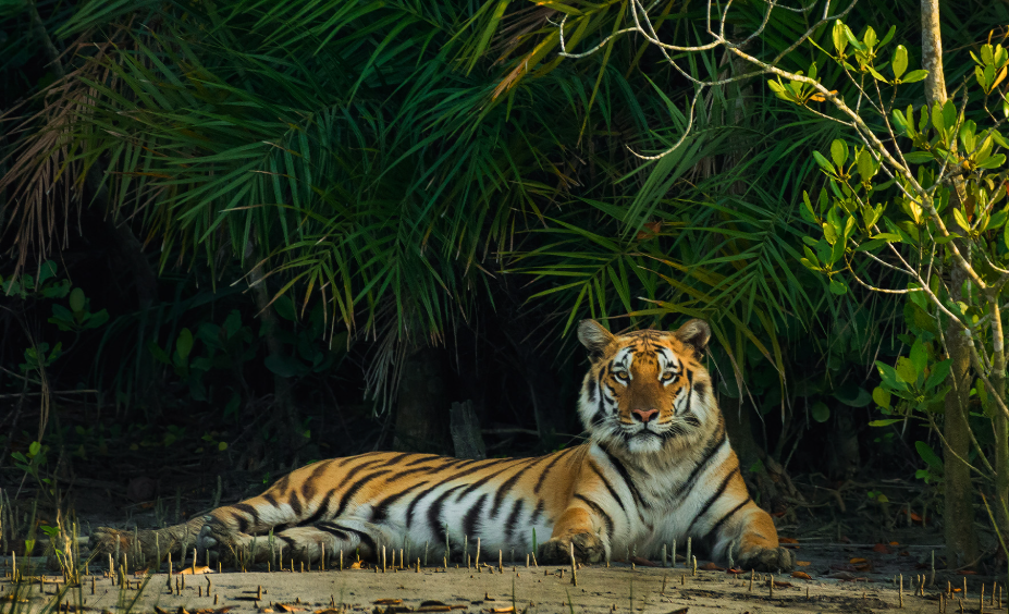 Sundarban National Park : Home Of Royal Bengal Tiger