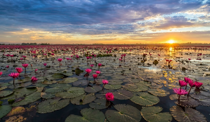 Gulawat Lotus Valley : A Blooming Paradise Of Pink Lilies