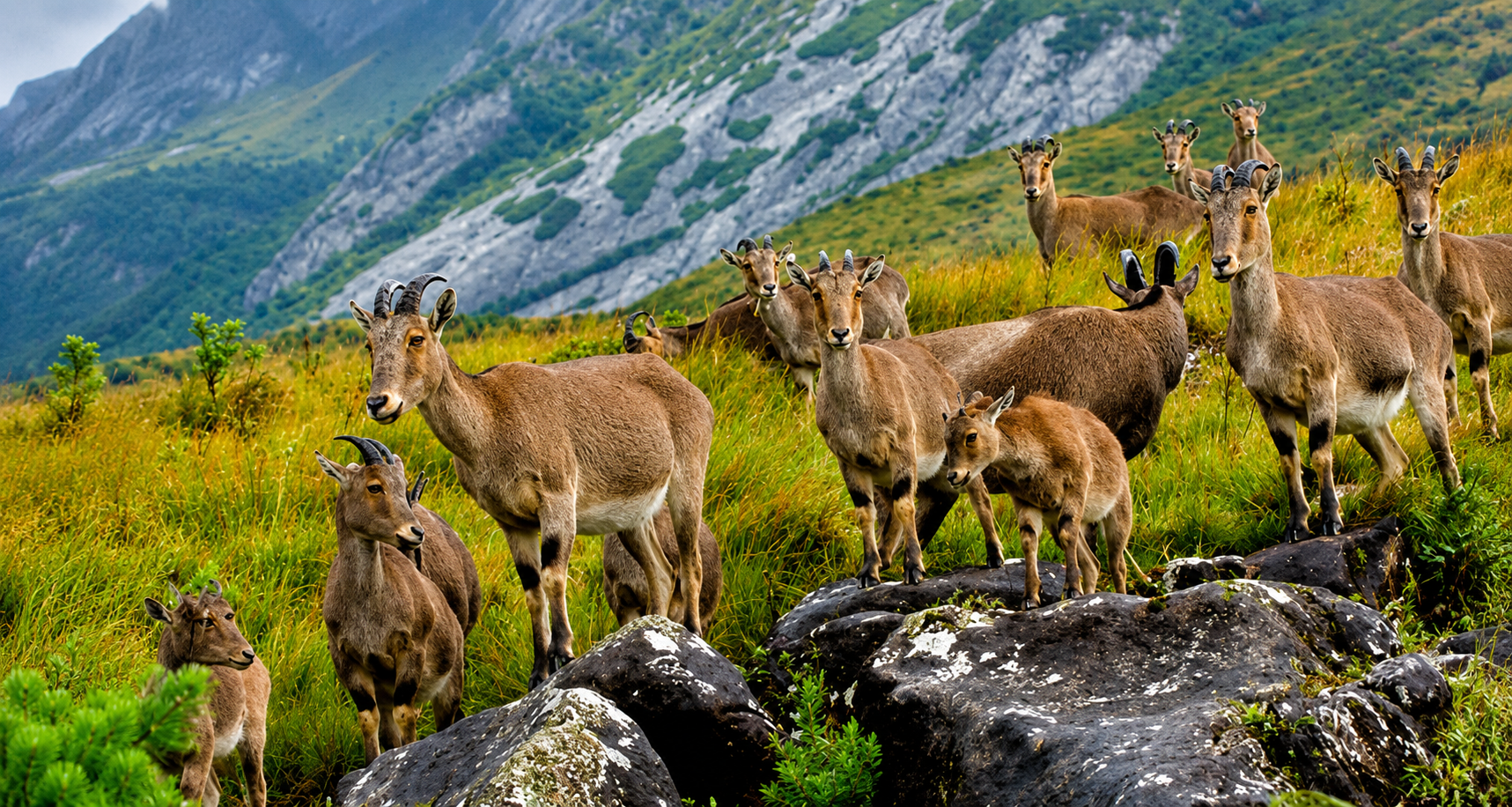 Silent-Valley-National-Park : Where Slience Speak Nature