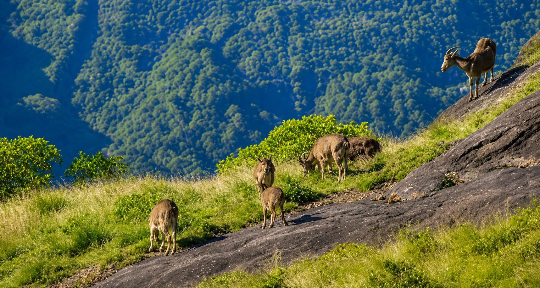 Evakulam National Park : A Misty Paradise Of The Western Ghats