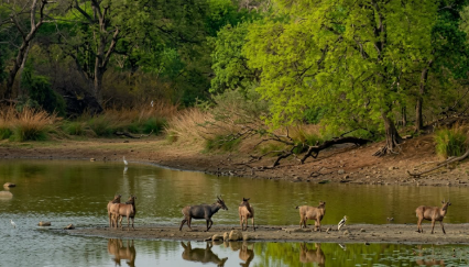 Dachigam-National-Park : A Hidden Paradise Of Kashmir's Wilderness