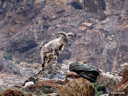 Nanda-Devi-National-Park : The Hidden Paradise Of The Himalayas