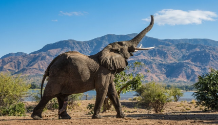 Rajaji-National-Park : The Wild Gateway To The Himalayas