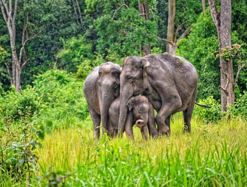 Wayanad Wildlife Sanctuary : The Green Paradise Of Kerela