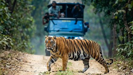 Madumalai-Tiger-Reserve : Where Tigers Roam Free