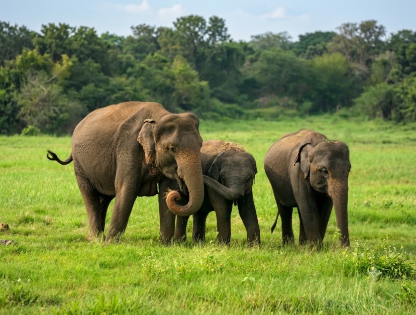 Periyar-Wildlife-Sanctuary : Where Nature Meets Serenity