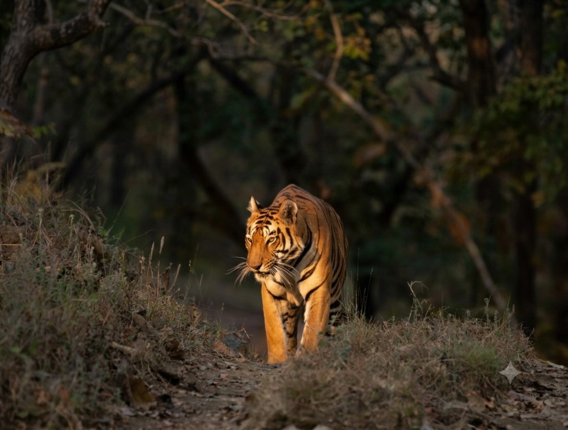 Satpura-National-Park : The Hidden Gem Of Central India