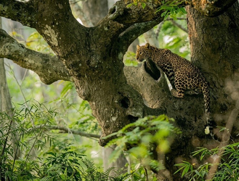 Nagarhole-National-Park : Where Wilderness Comes Alive