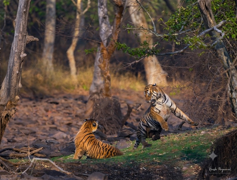 Panna-National-Park : Where Wilderness Meets Serenity
