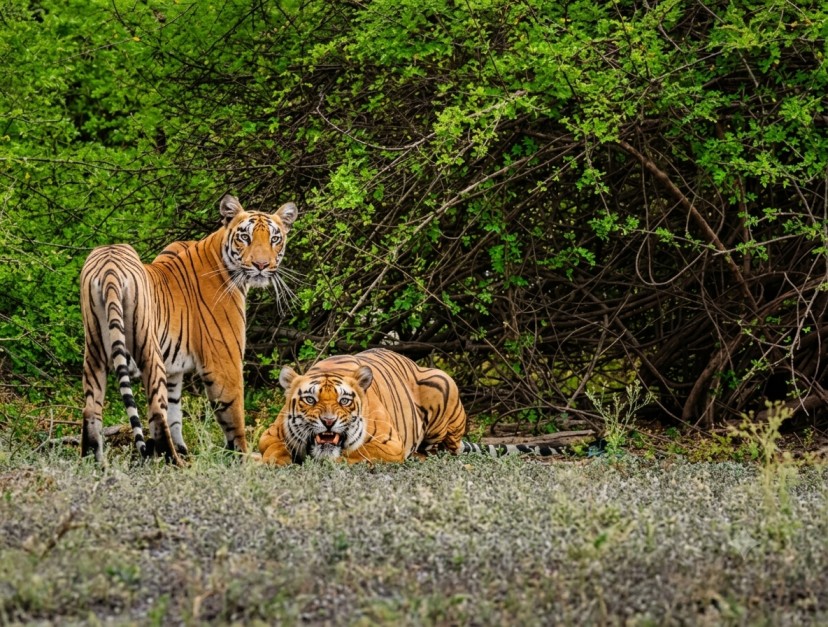 Buxa Tiger Reserve : Gateway To The Wild Dooars