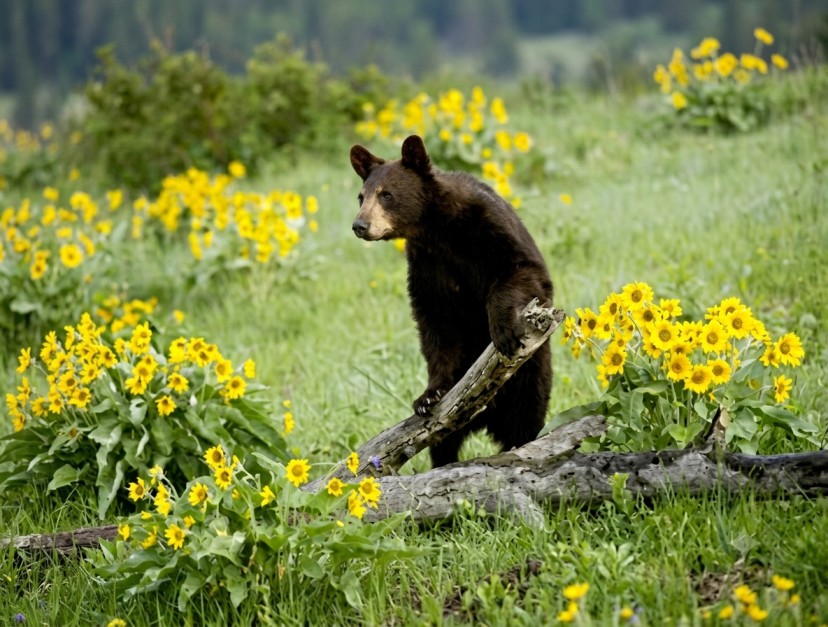 Parambikulam-Wildlife-Sanctuary