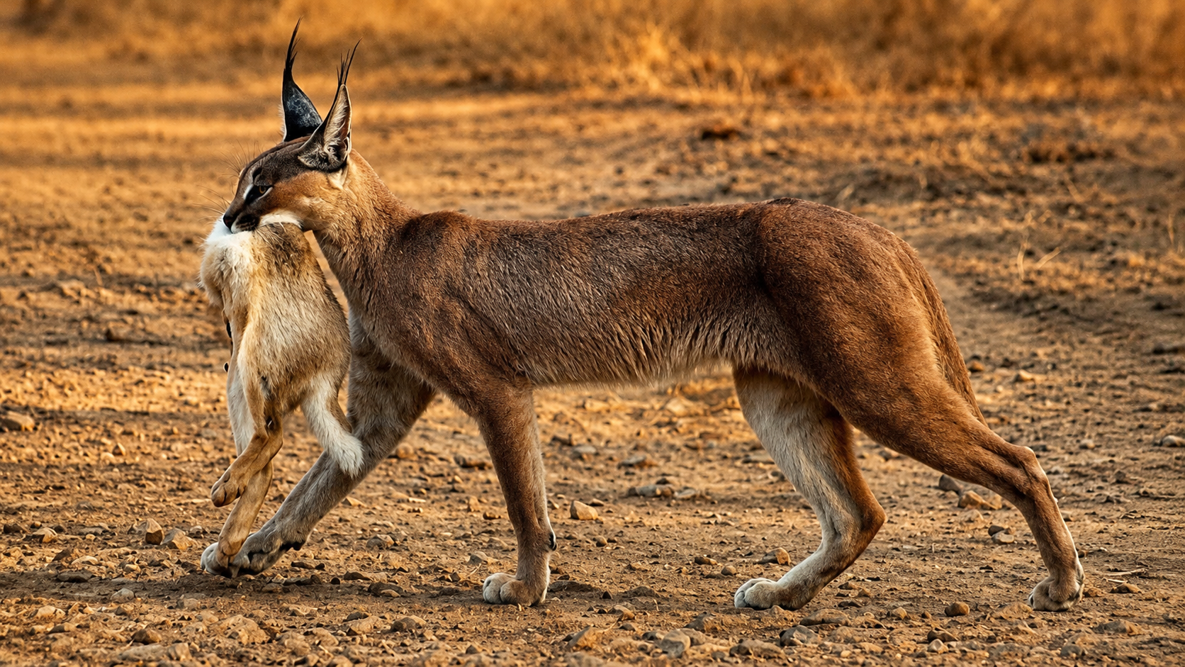 Sariska-Wildlife-Sanctuary : Rajasthan's Jungle Jewel