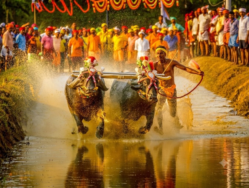 Kambala  : The Buffalo Race Of Karnataka