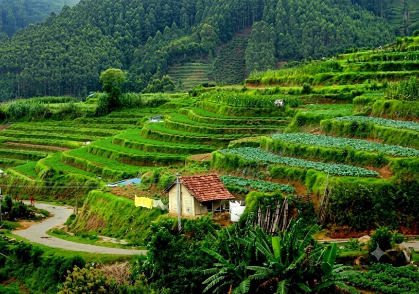Vandanmadu : The Cardamom Capital Of India