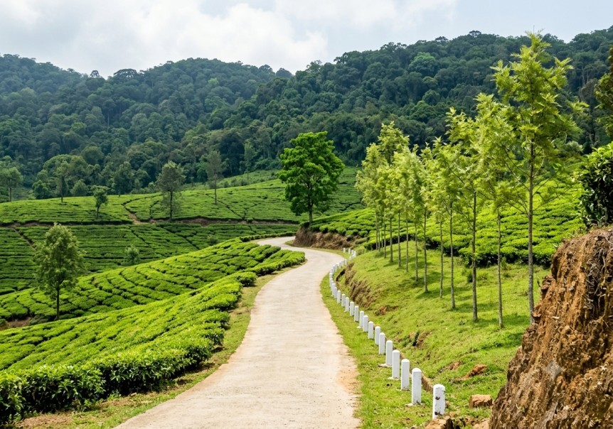 Marayoor : The Sandalwood Forest Of Kerela