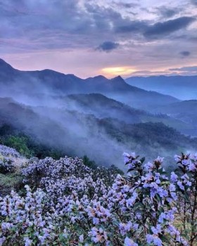 Neelakurinji : The Flower That Blooms Once In 12 years