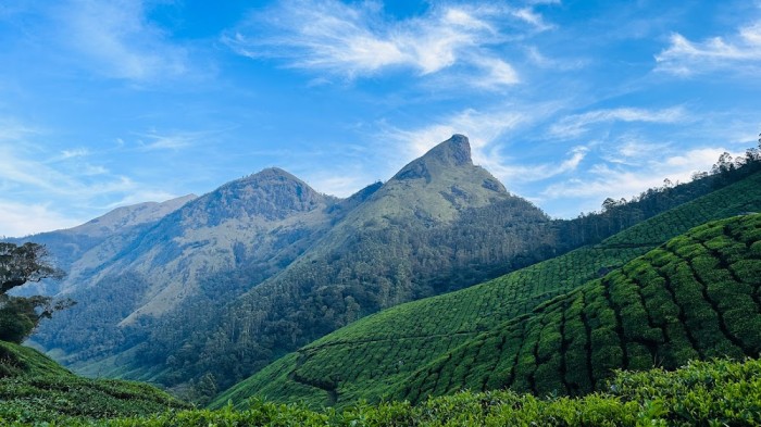 Kolukkumalai-Hill : World's Highest Organic Tea Estate