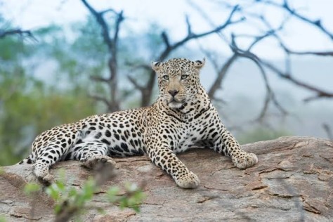 Jawai : The Leopard Hills Of Rajasthan
