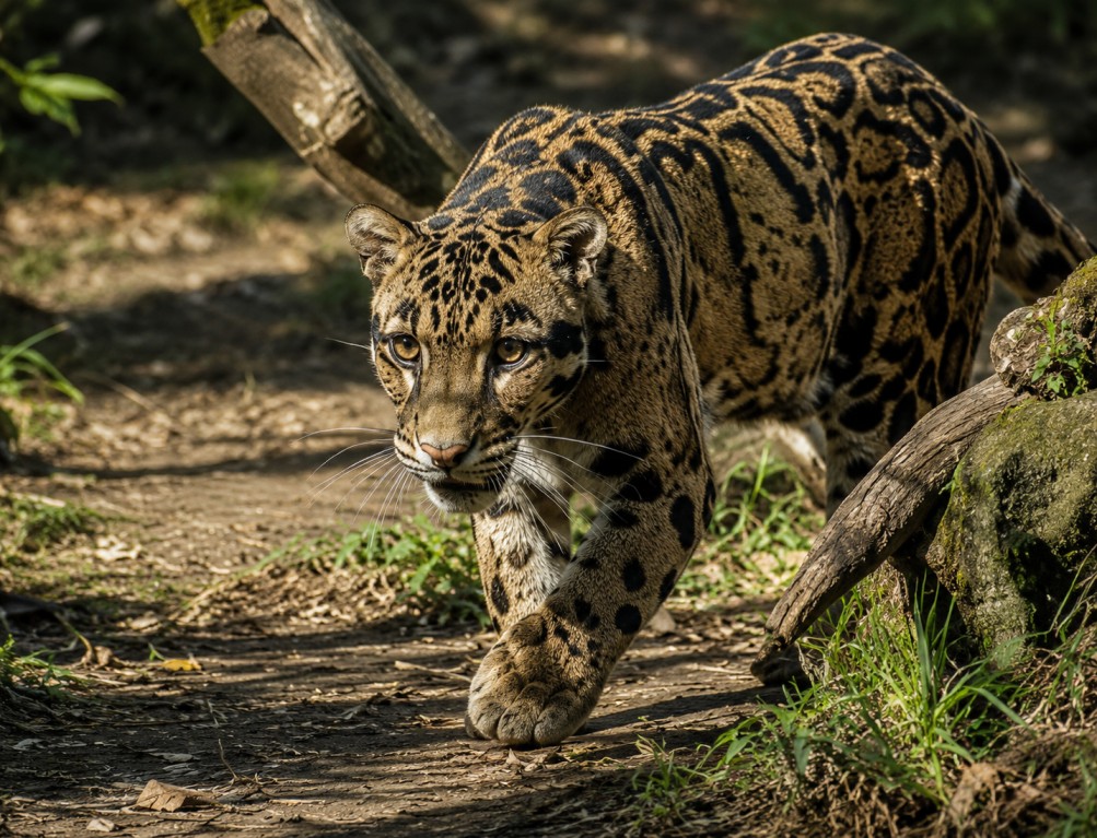 Namdapha-National-Park : India's Wildest Biodiversity Haven