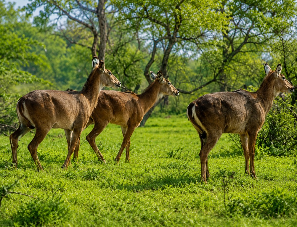 Kudremukh-National-Park : The Western Ghats Hidden Jewel