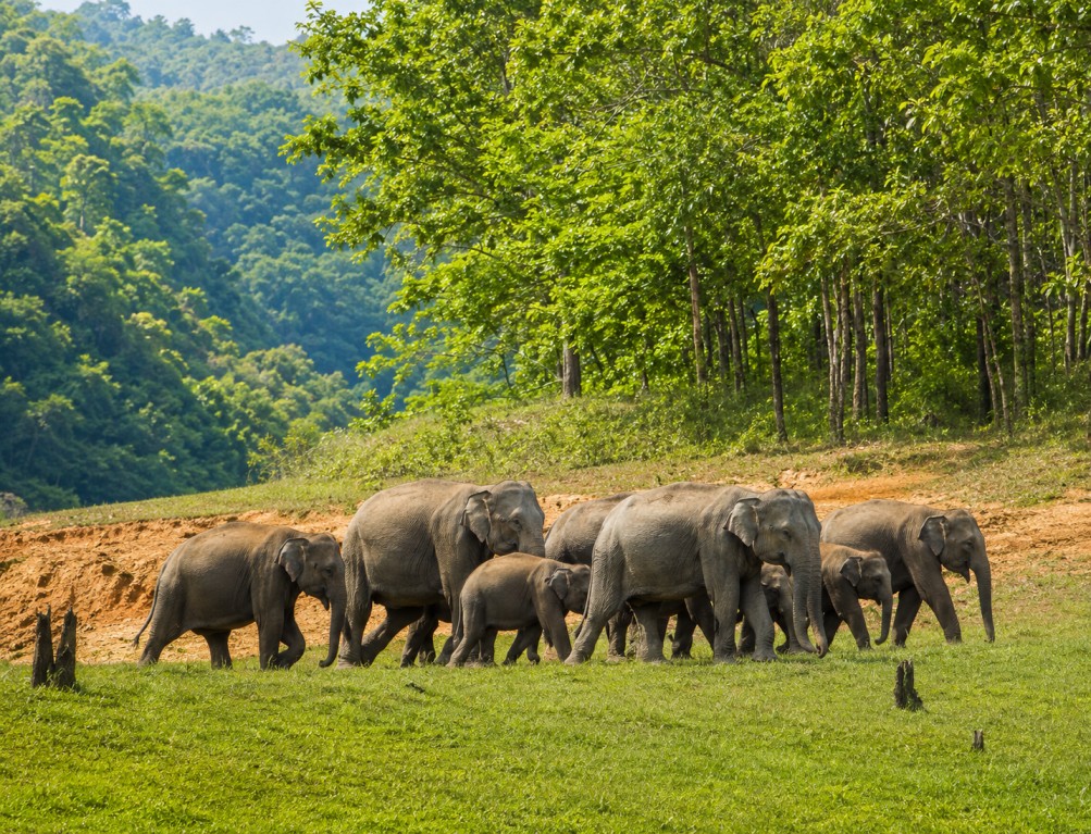 Mouling-National-Park : Arunachal's Untamed Wilderness