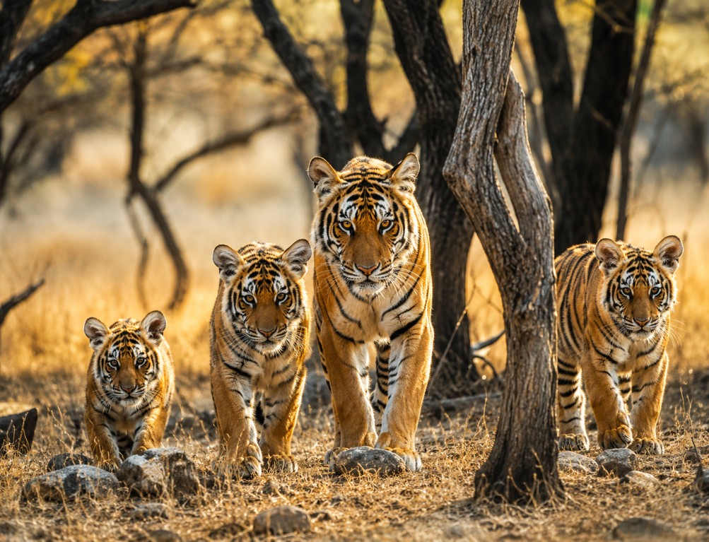 Ramgarh Tiger Reserve- A Sanctuary of the wild