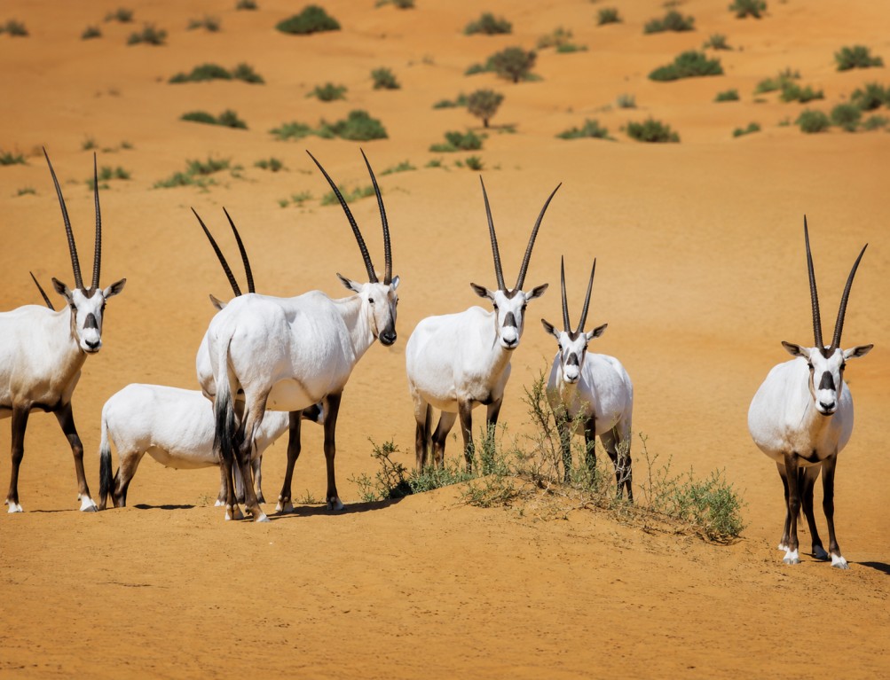 Desert-National-Park : The Golden Wilderness Of Rajasthan