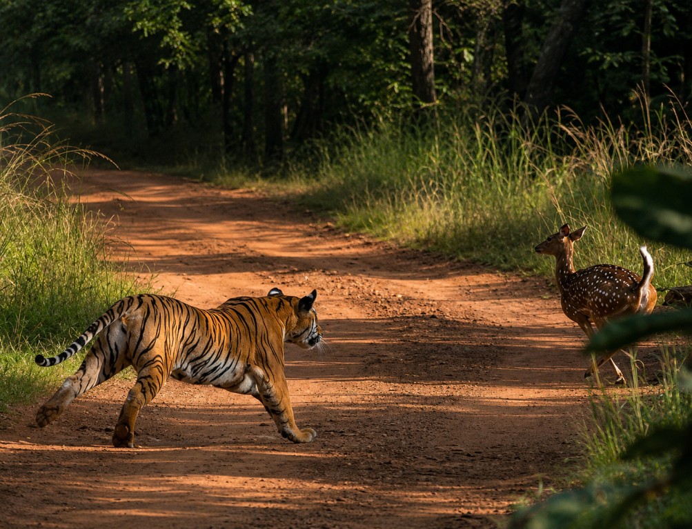 Kuno - home of india's cheetahs 
