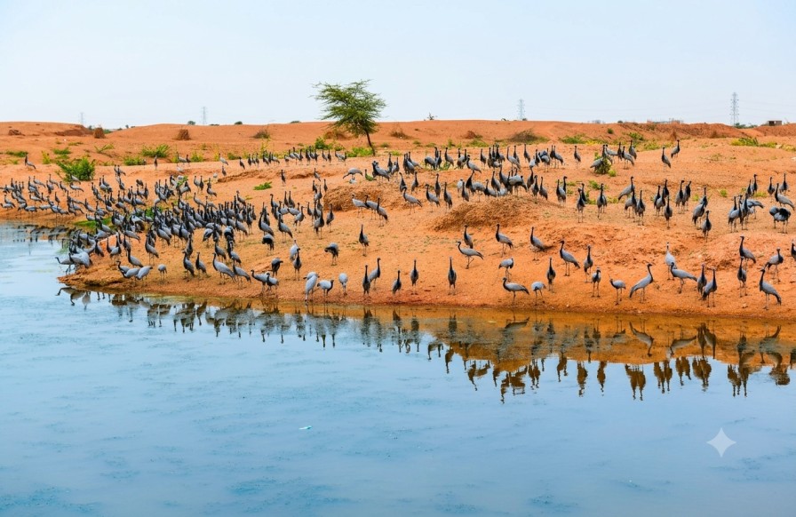 Migratory-Birds : A Journey Across Continents