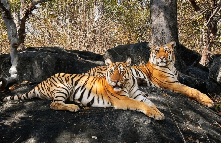Ralamandal-Wildlife-Sanctuary : Explore Nature In Madhya Pradesh