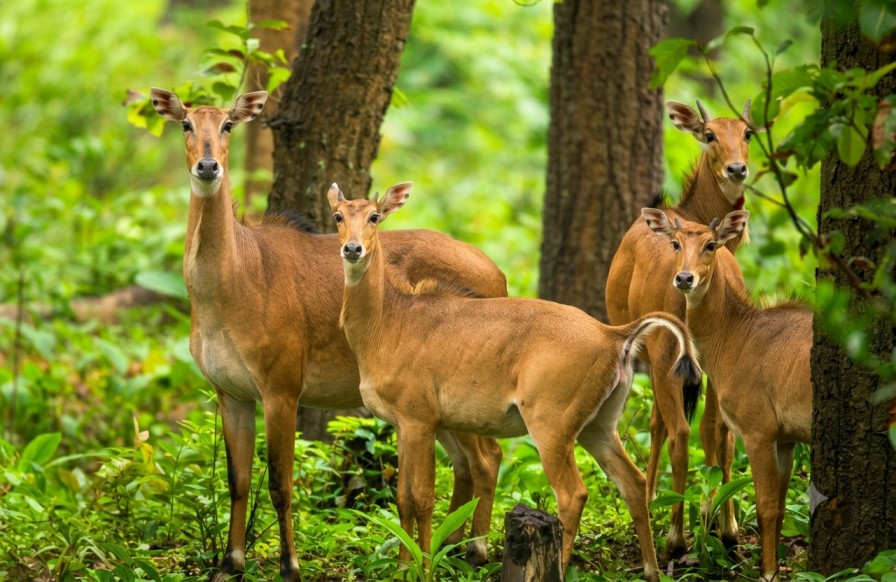 Semaraot-Wildlife-Sanctuary : A Hidden Gem Of Chhattisgarh