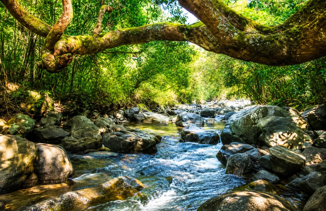 Mollem-National-Park : Goa's Lush Green Wilderness