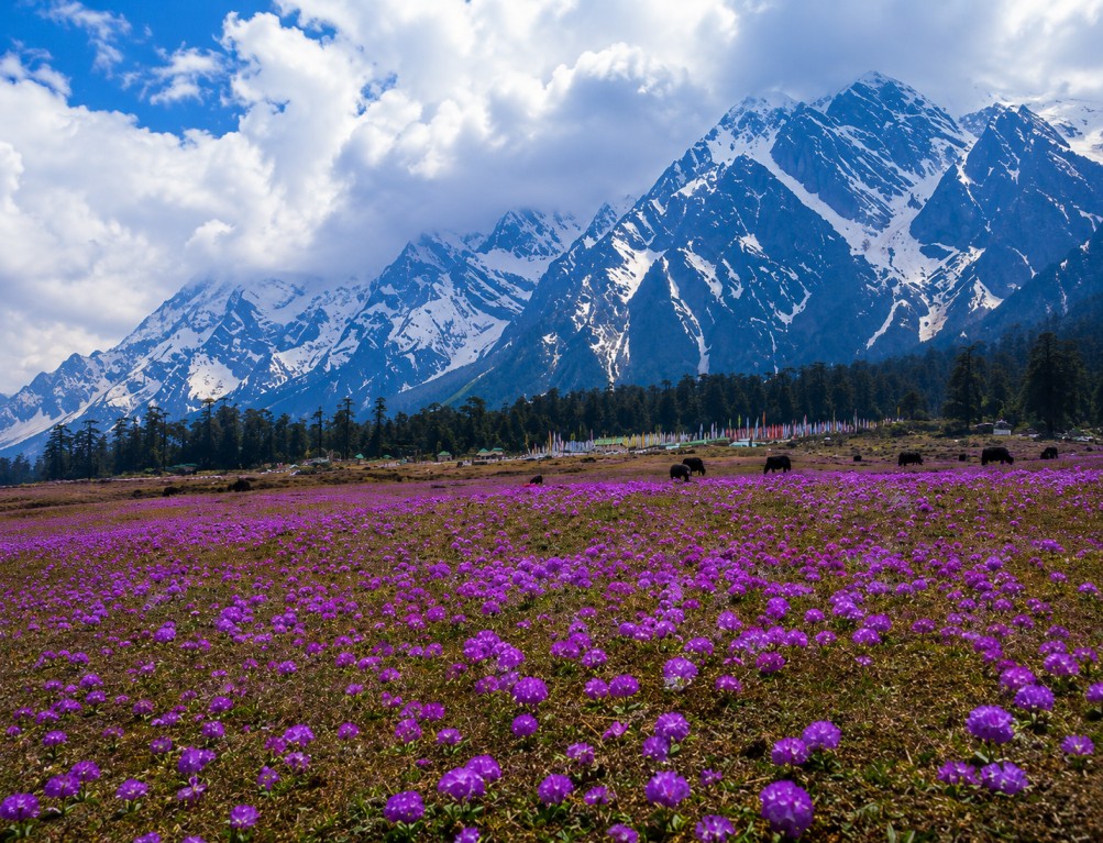 Yumthang Valley : The Valley Of Flowers Of Sikkim