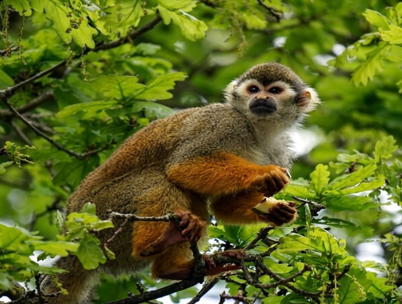 Koyna-Wildlife-Sanctuary : Nature's Untamed Paradise