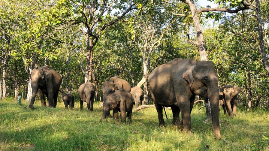 Mudumalai National Park- A Wildlife Paradise In The Nilgiris