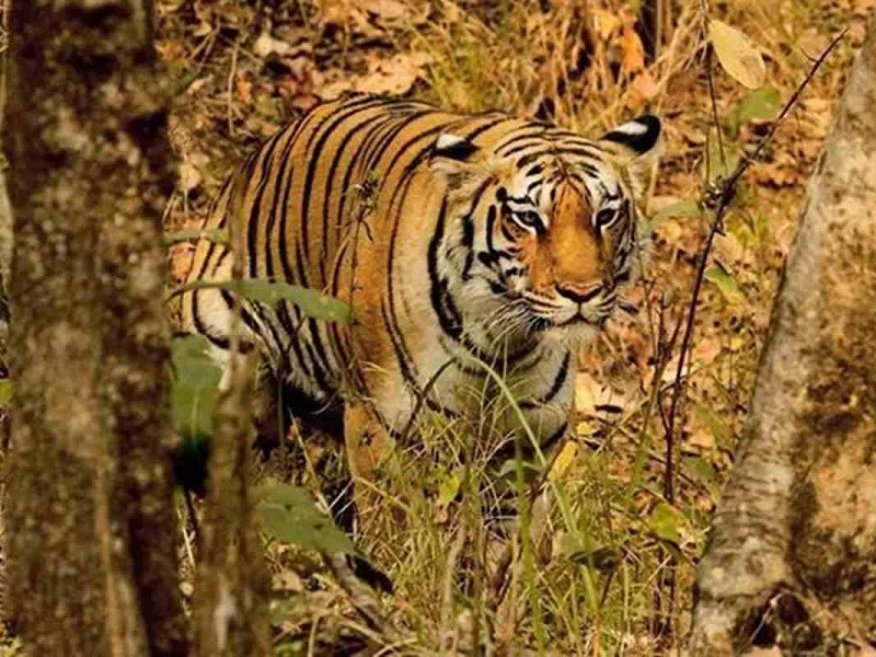  Ratapani Wildlife Sanctuary: A Haven For Wildlife And Nature