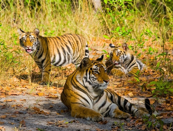 Bandhavgarh Fort -An Ancient Fortress Amidst The Wilderness 