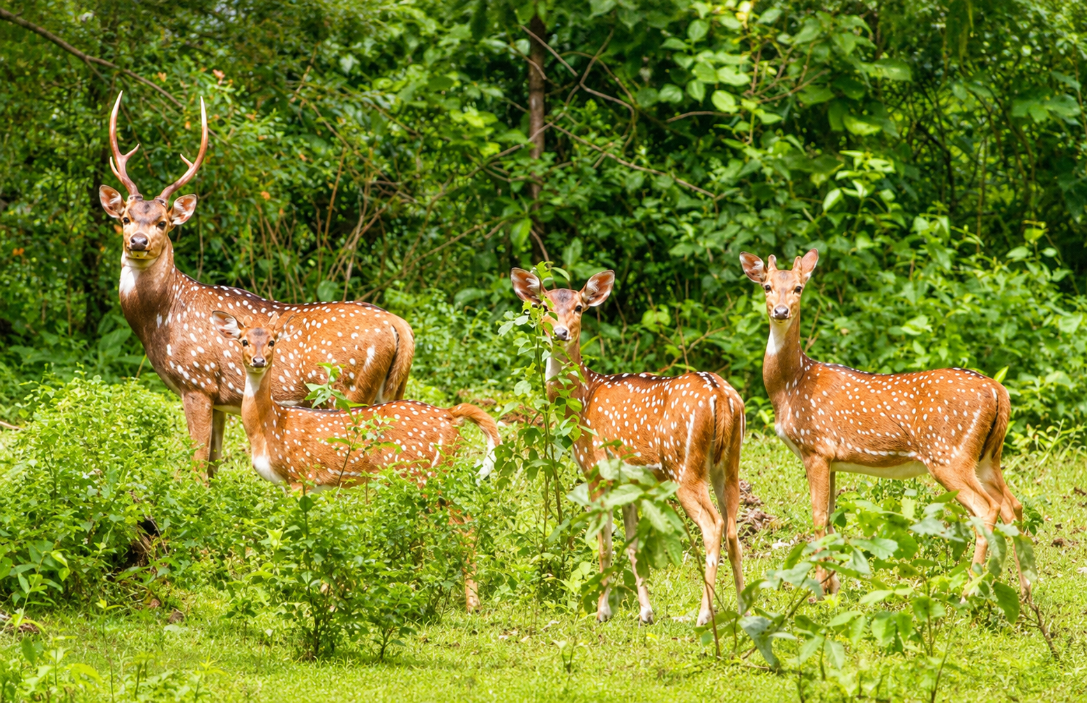 Talley Valley Wildlife Sanctuary : A Complete Travel Guide to Arunachal Pradesh's Hidden Wilderness